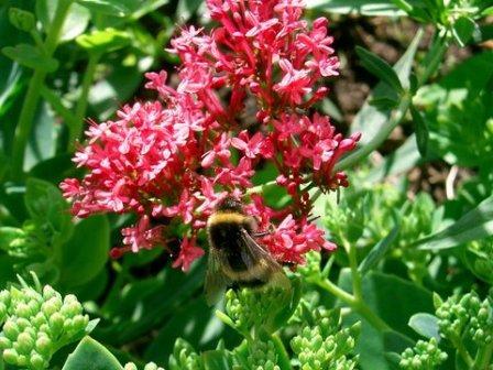 Bee on Flower 2